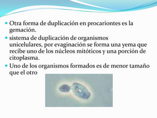  Otra forma de duplicación en procariontes es la
  gemación.
 sistema de duplicación de organismos
  unicelulares, por evaginación se forma una yema que
  recibe uno de los núcleos mitóticos y una porción de
  citoplasma.
 Uno de los organismos formados es de menor tamaño
  que el otro
 