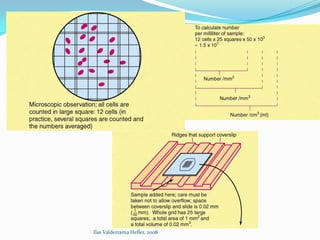 Ilse Valderrama Heller, 2008
 