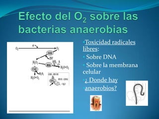 •Toxicidad radicales
libres:
• Sobre DNA
• Sobre la membrana
celular
•¿ Donde hay
•anaerobios?
 