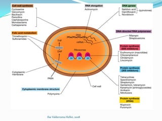 Ilse Valderrama Heller, 2008
 