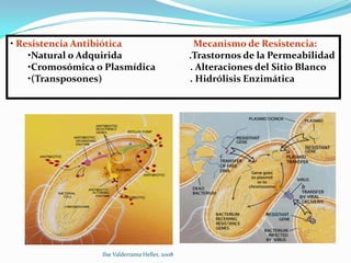• Resistencia Antibiótica                         Mecanismo de Resistencia:
    •Natural o Adquirida                         .Trastornos de la Permeabilidad
    •Cromosómica o Plasmídica                    . Alteraciones del Sitio Blanco
    •(Transposones)                              . Hidrólisis Enzimática




                  Ilse Valderrama Heller, 2008
 