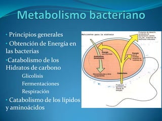 • Principios generales
• Obtención de Energía en
las bacterias
•Catabolismo de los
Hidratos de carbono
   –   Glicolisis
   –   Fermentaciones
   –   Respiración
• Catabolismo de los lípidos
y aminoácidos
 