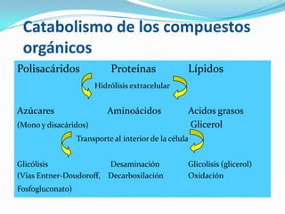 Catabolismo de los compuestos
 orgánicos
Polisacáridos               Proteínas               Lípidos
                       Hidrólisis extracelular


Azúcares                   Aminoácidos              Acidos grasos
(Mono y disacáridos)                                Glicerol
                  Transporte al interior de la célula


Glicólisis              Desaminación                Glicolisis (glicerol)
(Vías Entner-Doudoroff, Decarboxilación             Oxidación
Fosfogluconato)
 