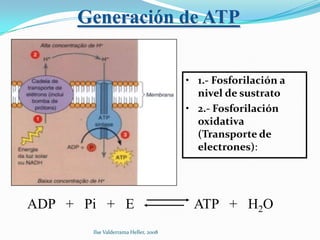 Generación de ATP


                                      • 1.- Fosforilación a
                                        nivel de sustrato
                                      • 2.- Fosforilación
                                        oxidativa
                                        (Transporte de
                                        electrones):




ADP + Pi + E                           ATP + H2O
       Ilse Valderrama Heller, 2008
 