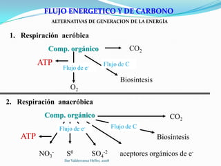 FLUJO ENERGETICO Y DE CARBONO
             ALTERNATIVAS DE GENERACION DE LA ENERGÍA


 1. Respiración aeróbica
            Comp. orgánico                               CO2
          ATP                              Flujo de C
                  Flujo de e-
                                                     Biosíntesis
                      O2

2. Respiración anaeróbica
           Comp. orgánico                                              CO2
                 Flujo de e-                      Flujo de C
    ATP                                                            Biosíntesis

          NO3-      S0              SO4-2            aceptores orgánicos de e-
                   Ilse Valderrama Heller, 2008
 