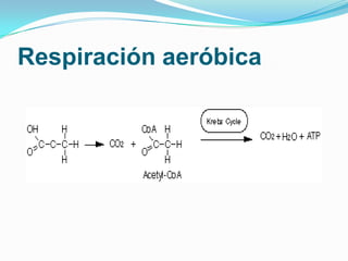 Respiración aeróbica
 