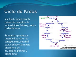 Vía final común para la
oxidación completa de
aminoácidos, ácidos grasos y
carbohidratos

Suministra productos
intermedios clave ( -
cetoglutarato, succinil
coA, oxaloacetato) para
biosíntesis de
aa, lípidos, purinas y
pirimidinas
 
