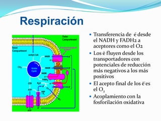 Respiración
               Transferencia de e desde
                el NADH y FADH2 a
                aceptores como el O2
               Los e fluyen desde los
                transportadores con
                potenciales de reducción
                más negativos a los más
                positivos
               El acepto final de los e es
                el O2
               Acoplamiento con la
                fosforilación oxidativa
 