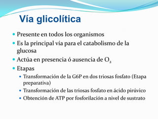 Vía glicolítica
 Presente en todos los organismos
 Es la principal vía para el catabolismo de la
  glucosa
 Actúa en presencia ó ausencia de O2
 Etapas
   Transformación de la G6P en dos triosas fosfato (Etapa
    preparativa)
   Transformación de las triosas fosfato en ácido pirúvico
   Obtención de ATP por fosforilación a nivel de sustrato
 
