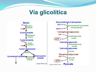 Vía glicolítica
 