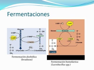 Fermentaciones




 Fermentación alcohólica
         (levaduras)
                           Fermentación homoláctica
                           (Lactobacillus spp.)
 