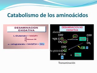 Catabolismo de los aminoácidos

                 alanina




               Ac.pirúvico



                      Transaminación
 