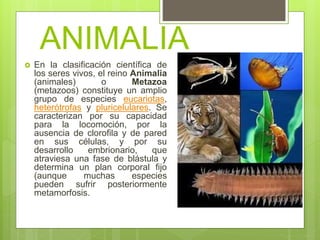 ANIMALIA
 En la clasificación científica de
los seres vivos, el reino Animalia
(animales) o Metazoa
(metazoos) constituye un amplio
grupo de especies eucariotas,
heterótrofas y pluricelulares. Se
caracterizan por su capacidad
para la locomoción, por la
ausencia de clorofila y de pared
en sus células, y por su
desarrollo embrionario, que
atraviesa una fase de blástula y
determina un plan corporal fijo
(aunque muchas especies
pueden sufrir posteriormente
metamorfosis.
 