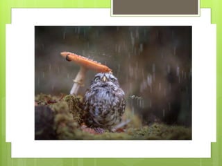 Clase 3 los reinos vivos