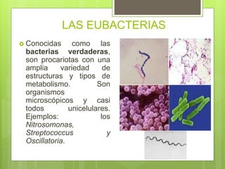 LAS EUBACTERIAS
 Conocidas como las
bacterias verdaderas,
son procariotas con una
amplia variedad de
estructuras y tipos de
metabolismo. Son
organismos
microscópicos y casi
todos unicelulares.
Ejemplos: los
Nitrosomonas,
Streptococcus y
Oscillatoria.
 