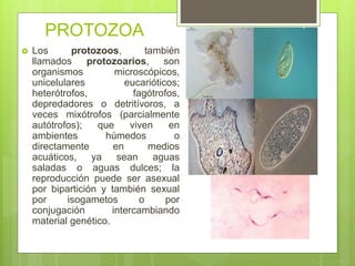 PROTOZOA
 Los protozoos, también
llamados protozoarios, son
organismos microscópicos,
unicelulares eucarióticos;
heterótrofos, fagótrofos,
depredadores o detritívoros, a
veces mixótrofos (parcialmente
autótrofos); que viven en
ambientes húmedos o
directamente en medios
acuáticos, ya sean aguas
saladas o aguas dulces; la
reproducción puede ser asexual
por bipartición y también sexual
por isogametos o por
conjugación intercambiando
material genético.
 