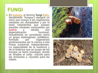 FUNGI
 En biología, el término fungi (latín,
literalmente "hongos") designa un
reino que incluye a los organismos
celulares sin cloroplastos y por lo
tanto heterótrofos que poseen
paredes celulares compuestas por
quitina y células con
especialización funcional.
Actualmente se consideran como
un grupo heterogéneo, polifilético,
formado por organismos
pertenecientes por lo menos a tres
líneas evolutivas independientes.
La especialidad de la medicina y
de la botánica que se ocupa de los
hongos se llama micología, donde
se emplea el sufijo -mycota para
las divisiones y -mycetes para las
clases.
 