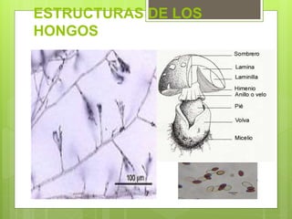 ESTRUCTURAS DE LOS
HONGOS
 