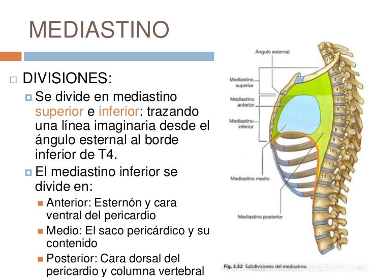 Duele la espalda con la parte inferior del derecho