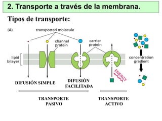 2. Transporte a través de la membrana. 
TRANSPORTE 
ACTIVO 
Tipos de transporte: 
DIFUSIÓN SIMPLE 
TRANSPORTE 
PASIVO 
DIFUSIÓN 
FACILITADA 
 
