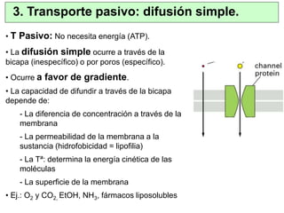 3. Transporte pasivo: difusión simple. 
• T Pasivo: No necesita energía (ATP). 
• La difusión simple ocurre a través de la 
bicapa (inespecífico) o por poros (específico). 
• Ocurre a favor de gradiente. 
• La capacidad de difundir a través de la bicapa 
depende de: 
- La diferencia de concentración a través de la 
membrana 
- La permeabilidad de la membrana a la 
sustancia (hidrofobicidad = lipofilia) 
- La Tª: determina la energía cinética de las 
moléculas 
- La superficie de la membrana 
• Ej.: O2 y CO2, EtOH, NH3, fármacos liposolubles 
 