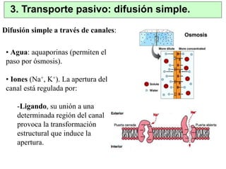 3. Transporte pasivo: difusión simple. 
Difusión simple a través de canales: 
• Agua: aquaporinas (permiten el 
paso por ósmosis). 
• Iones (Na+, K+). La apertura del 
canal está regulada por: 
-Ligando, su unión a una 
determinada región del canal 
provoca la transformación 
estructural que induce la 
apertura. 
 