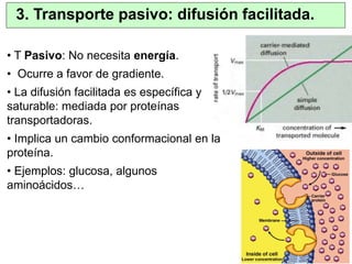 3. Transporte pasivo: difusión facilitada. 
• T Pasivo: No necesita energía. 
• Ocurre a favor de gradiente. 
• La difusión facilitada es específica y 
saturable: mediada por proteínas 
transportadoras. 
• Implica un cambio conformacional en la 
proteína. 
• Ejemplos: glucosa, algunos 
aminoácidos… 
 
