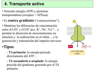 4. Transporte activo 
• Necesita energía (ATP) y proteínas 
transportadoras (receptor + ATPasa). 
• Es contra gradiente (“contracorriente”). 
• Mantiene las diferencias de concentración 
entre el LEC y el LIC (p.e. K+, Na+, Ca+2…), 
permite la absorción de micronutrientes en 
intestino y la reabsorción en el riñón… y la 
generación y transmisión del impulso nervioso 
•Tipos: 
- TA primario: la energia procede 
directamente del ATP… 
- TA secundario o acoplado: la energía 
procede del gradiente generado por el TA 
primario. 
 