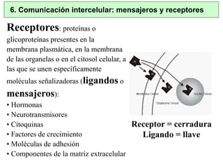 6. Comunicación intercelular: mensajeros y receptores 
Receptores: proteínas o 
glicoproteínas presentes en la 
membrana plasmática, en la membrana 
de las organelas o en el citosol celular, a 
las que se unen específicamente 
moléculas señalizadoras (ligandos o 
mensajeros): 
• Hormonas 
• Neurotransmisores 
• Citoquinas 
• Factores de crecimiento 
• Moléculas de adhesión 
• Componentes de la matriz extracelular 
Receptor = cerradura 
Ligando = llave 
