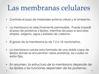 Las membranas celulares 
• Controla el paso de materiales entre la célula y el ambiente. 
• La membrana es selectivamente permeable. Puede impedir 
el paso de proteínas y lípidos, mientras da paso a azúcares 
simples, oxígeno, agua y bióxido de carbono. 
• El grosor de la membrana es de 7.5 a 10 nanómetros. 
• La membrana celular esta formada de una doble capa de 
lípidos donde se encuentran varias proteínas, las cuales no 
están fijas. 
• En resumen, la estructura de la membrana depende de 
los lípidos y las funciones dependen de las proteínas. 
 