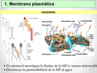 1. Membrana plasmática 
COLESTEROL 
• El colesterol amortigua la fluidez de la MP (= menos deformable) 
• Disminuye la permeabilidad de la MP al agua 
 
