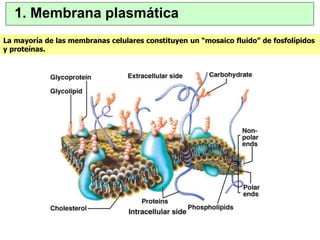 1. Membrana plasmática 
La mayoría de las membranas celulares constituyen un “mosaico fluido” de fosfolípidos 
y proteínas. 
 