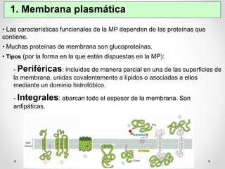 1. Membrana plasmática 
• Las características funcionales de la MP dependen de las proteínas que 
contiene. 
• Muchas proteínas de membrana son glucoproteínas. 
• Tipos (por la forma en la que están dispuestas en la MP): 
- Periféricas: incluidas de manera parcial en una de las superficies de 
la membrana, unidas covalentemente a lípidos o asociadas a ellos 
mediante un dominio hidrofóbico. 
- Integrales: abarcan todo el espesor de la membrana. Son 
anfipáticas. 
 