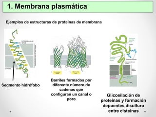 Segmento hidrófobo 
Barriles formados por 
diferente número de 
cadenas que 
configuran un canal o 
poro 
Glicosilación de 
proteínas y formación 
depuentes disulfuro 
entre cisteínas 
1. Membrana plasmática 
Ejemplos de estructuras de proteínas de membrana 
 