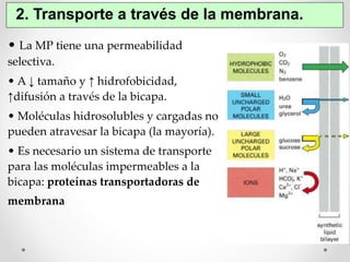 2. Transporte a través de la membrana. 
• La MP tiene una permeabilidad 
selectiva. 
• A ↓ tamaño y ↑ hidrofobicidad, 
↑difusión a través de la bicapa. 
• Moléculas hidrosolubles y cargadas no 
pueden atravesar la bicapa (la mayoría). 
• Es necesario un sistema de transporte 
para las moléculas impermeables a la 
bicapa: proteínas transportadoras de 
membrana 
 