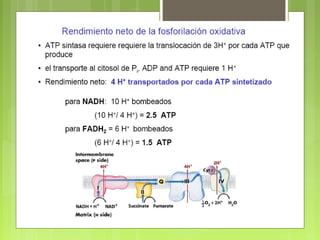 Clase 3 metab de h de c cadena respiratoria (2011)
