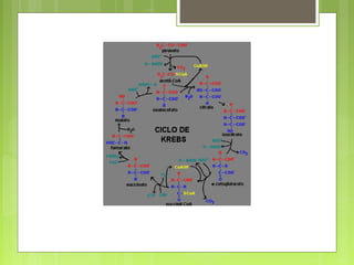 Clase 3 metab de h de c cadena respiratoria (2011)