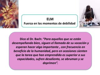 ELM 
Fuerza en los momentos de debilidad 
Dice el Dr. Bach: “Para aquellos que se están 
desempeñando bien, siguen el llamado de su vocación y 
esperan hacer algo importante , con frecuencia en 
beneficio de la humanidad, pero en ocasiones sienten 
que la tarea que han emprendido es superior a sus 
capacidades, sufren desaliento, se abruman y se 
deprimen”. 
 