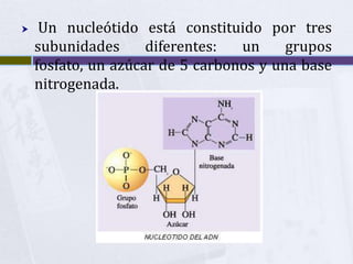  Un nucleótido está constituido por tres subunidades diferentes: un grupos fosfato, un azúcar de 5 carbonos y una base nit...