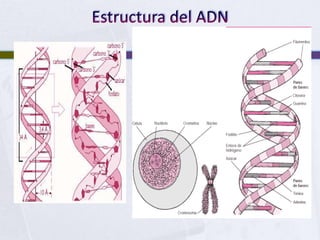 Estructura del ADN<br />