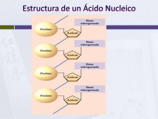 Estructura de un Ácido Nucleico<br />