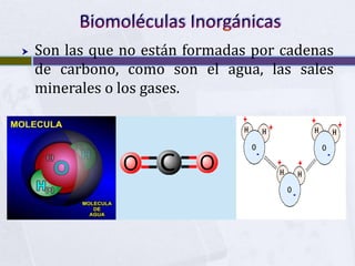  Biomoléculas Inorgánicas<br />Son las que no están formadas por cadenas de carbono, como son el agua, las sales minerales...