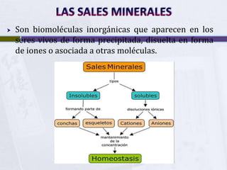 LAS SALES MINERALES<br />Son biomoléculas inorgánicas que aparecen en los seres vivos de forma precipitada, disueltaen for...