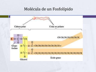  Molécula de un Fosfolípido <br />