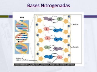 Bases Nitrogenadas<br />