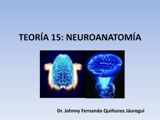 TEORÍA 15: NEUROANATOMÍA
Dr. Johnny Fernando Quiñones Jáuregui
 