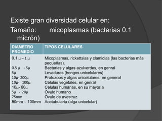 Clase 3 Organizacion celular PPTX clase-3-organizacion-celular-pptx