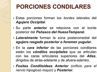 Formane Rasgado Clase 3 (Parte 2) Osteologia Huesos del Craneo Fr Et Occ Pa 2023.pptx