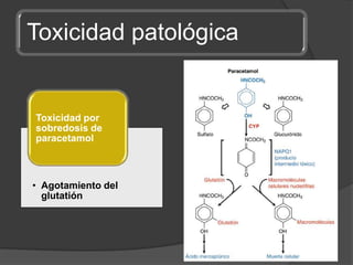 Toxicidad patológica
• Agotamiento del
glutatión
Toxicidad por
sobredosis de
paracetamol
 