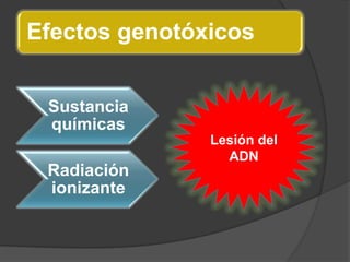 Efectos genotóxicos
Sustancia
químicas
Radiación
ionizante
Lesión del
ADN
 
